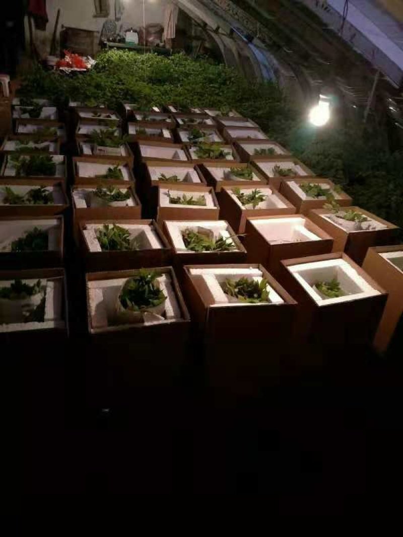 春节催花礼品盆养牡丹