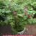 春节催花礼品盆养牡丹