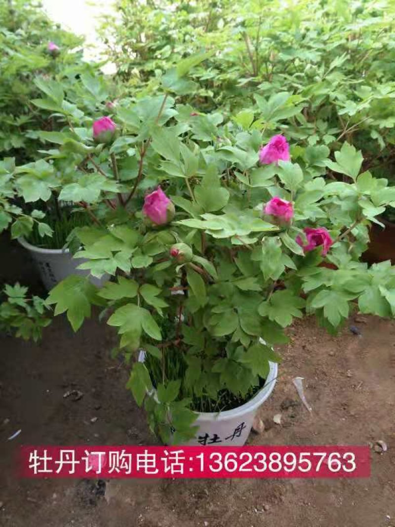 春节催花礼品盆养牡丹