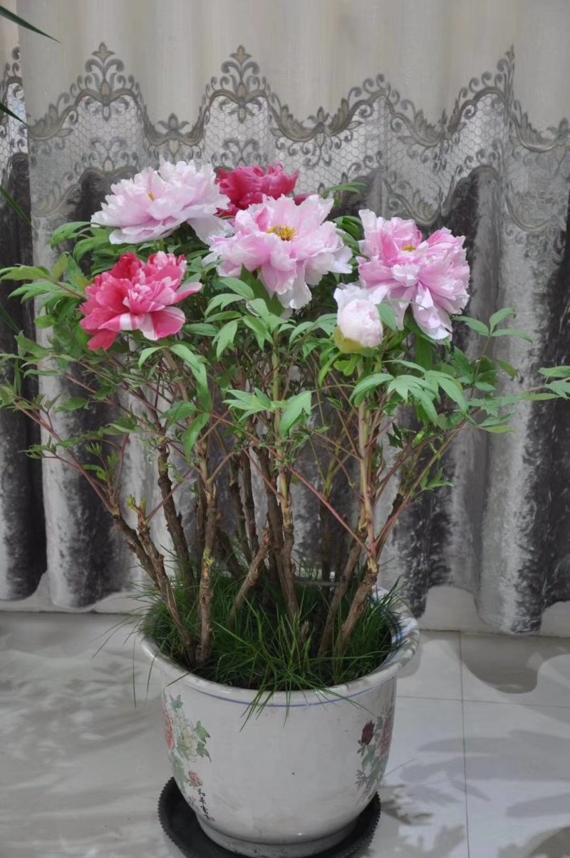 春节催花礼品盆养牡丹