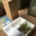 春节催花礼品盆养牡丹