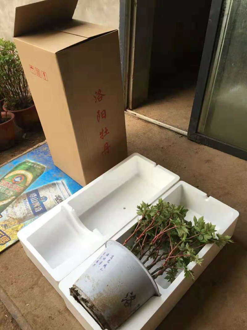春节催花礼品盆养牡丹