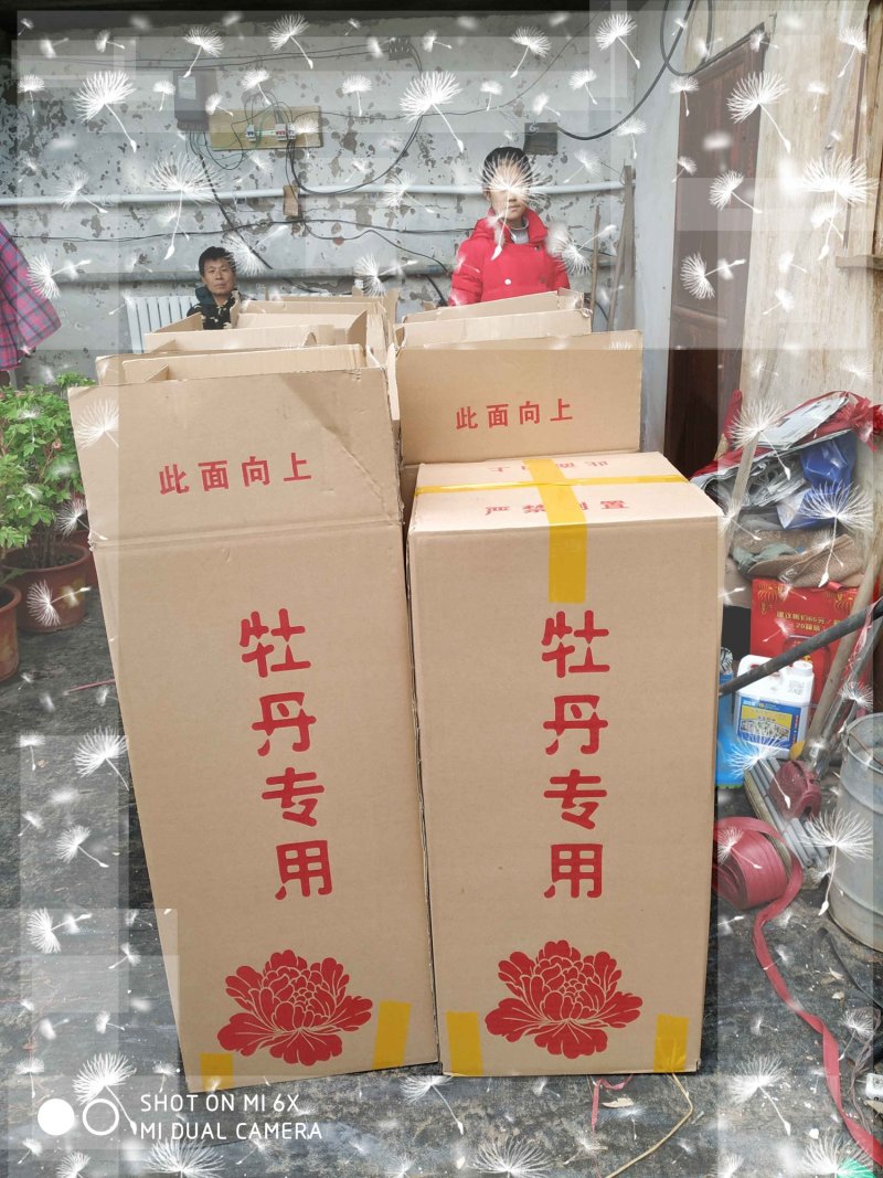春节催花礼品盆养牡丹