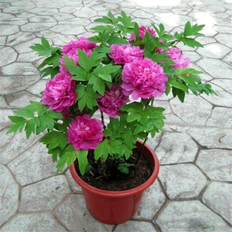 春节催花礼品盆养牡丹