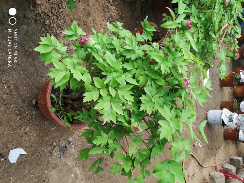 春节催花礼品盆养牡丹