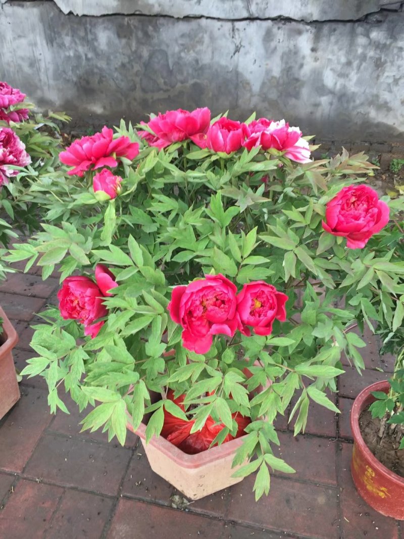 春节催花礼品盆养牡丹