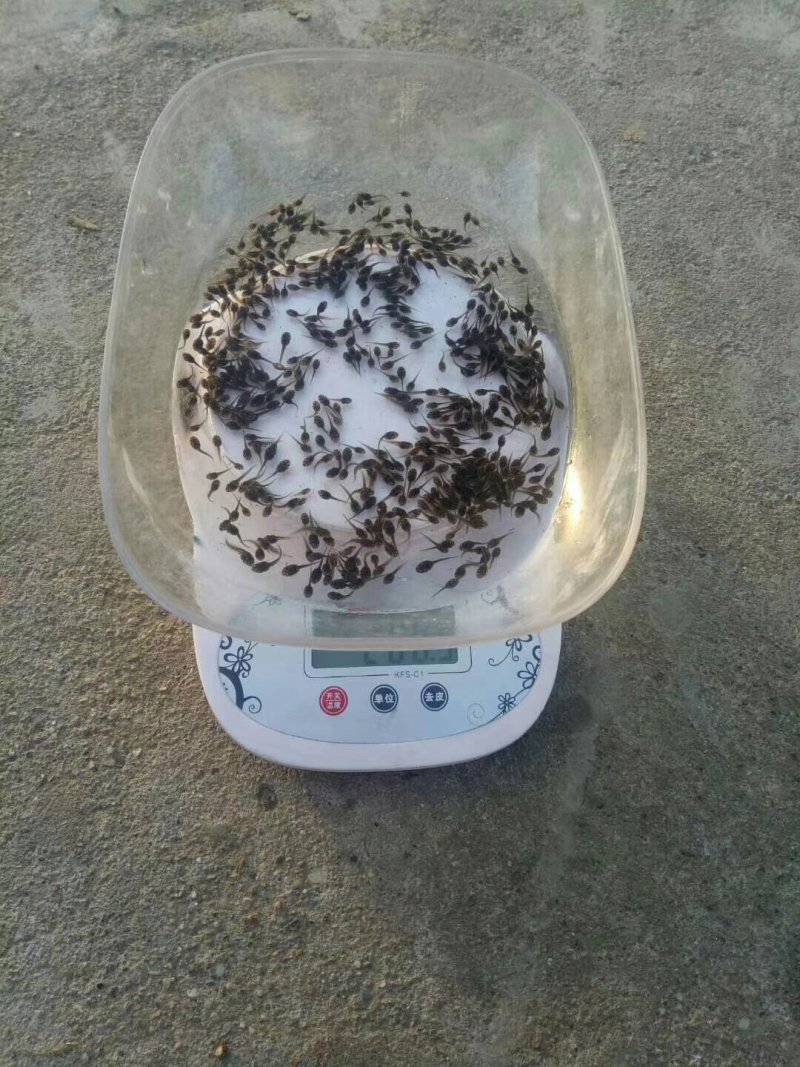 青蛙苗。支持技术，厂地指导，销售，回收，协助办养殖证件，