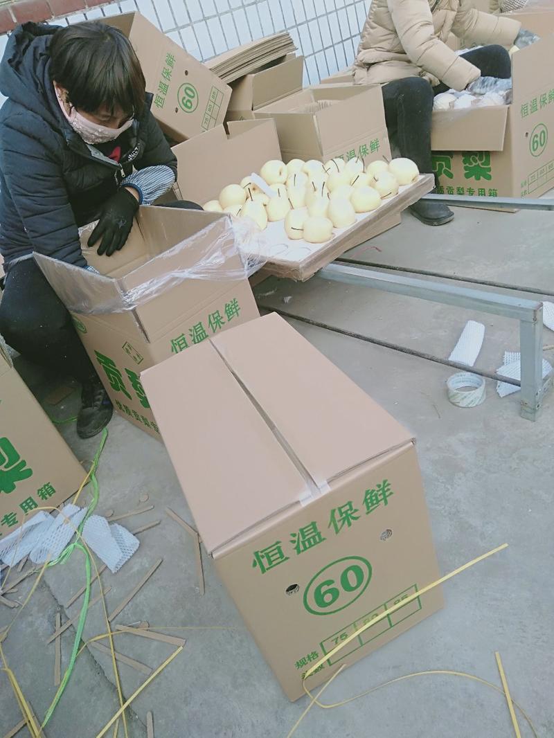 出口货山西省文水县酥梨纸袋200~250克70mm