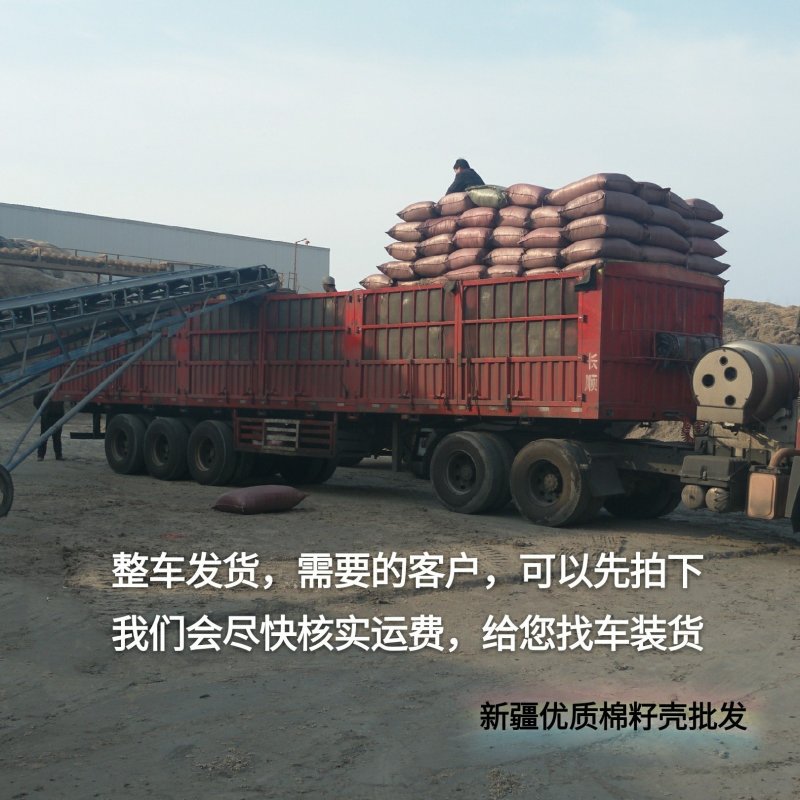 棉籽壳新疆棉籽壳中壳中绒蘑菇种植食用菌栽培