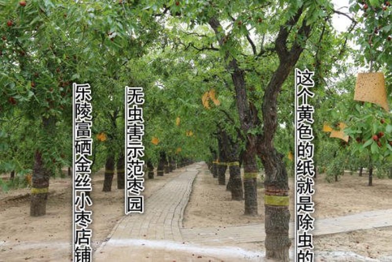 【山东红枣】乐陵金丝小枣，来自乐陵万亩枣林，粒粒精选