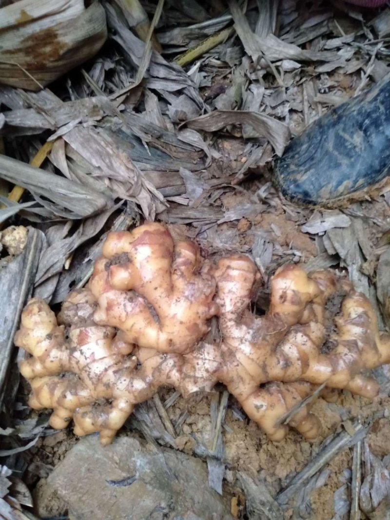 好美