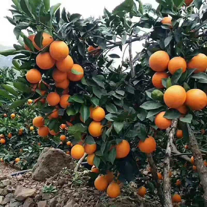 麻阳冰糖橙