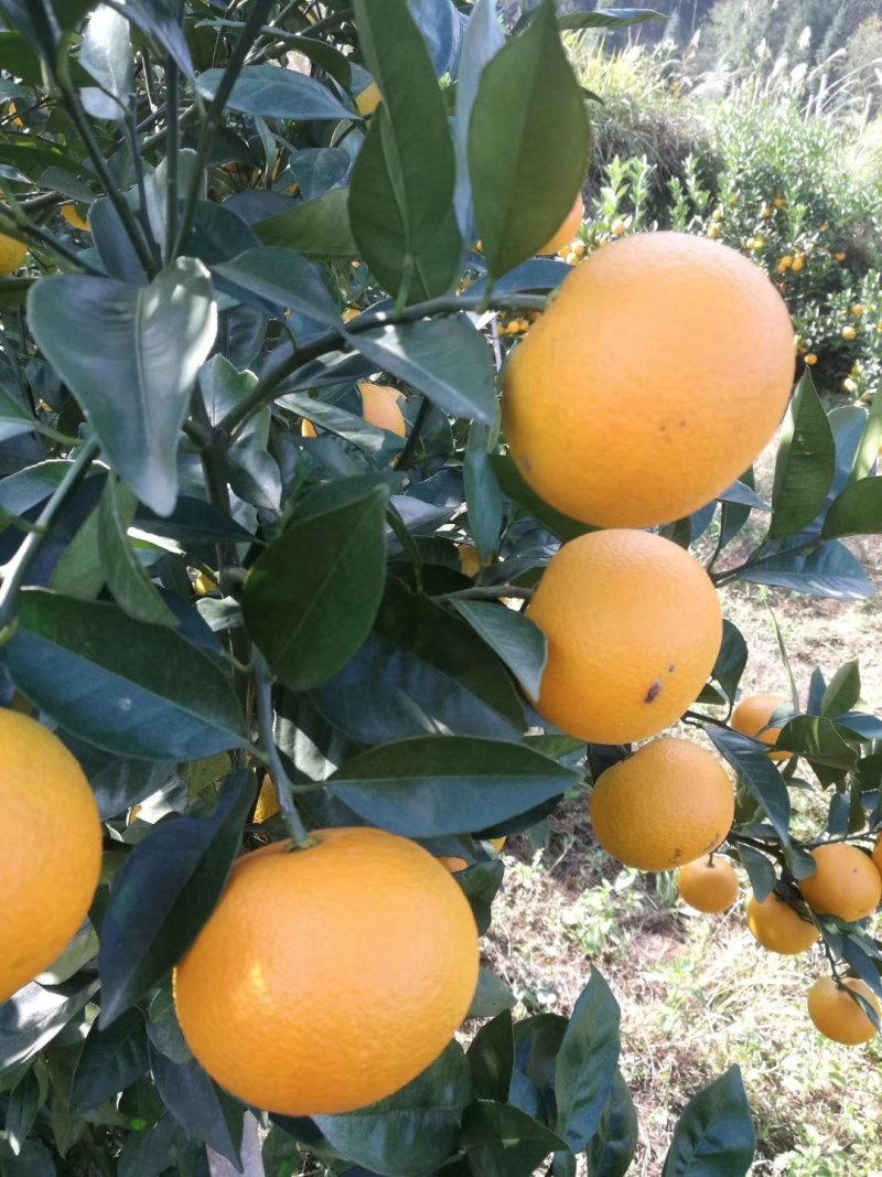 麻阳冰糖橙