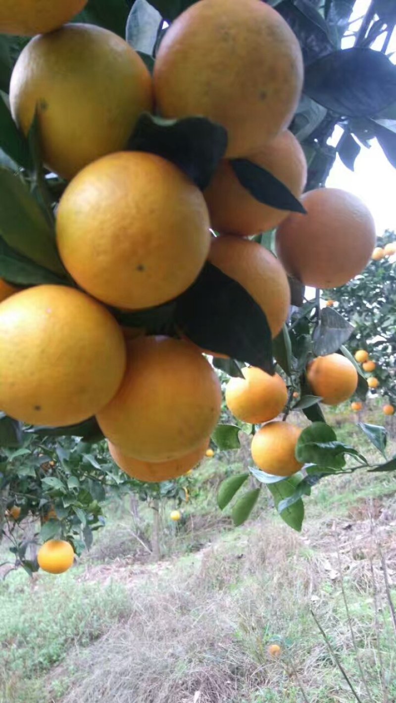 麻阳冰糖橙