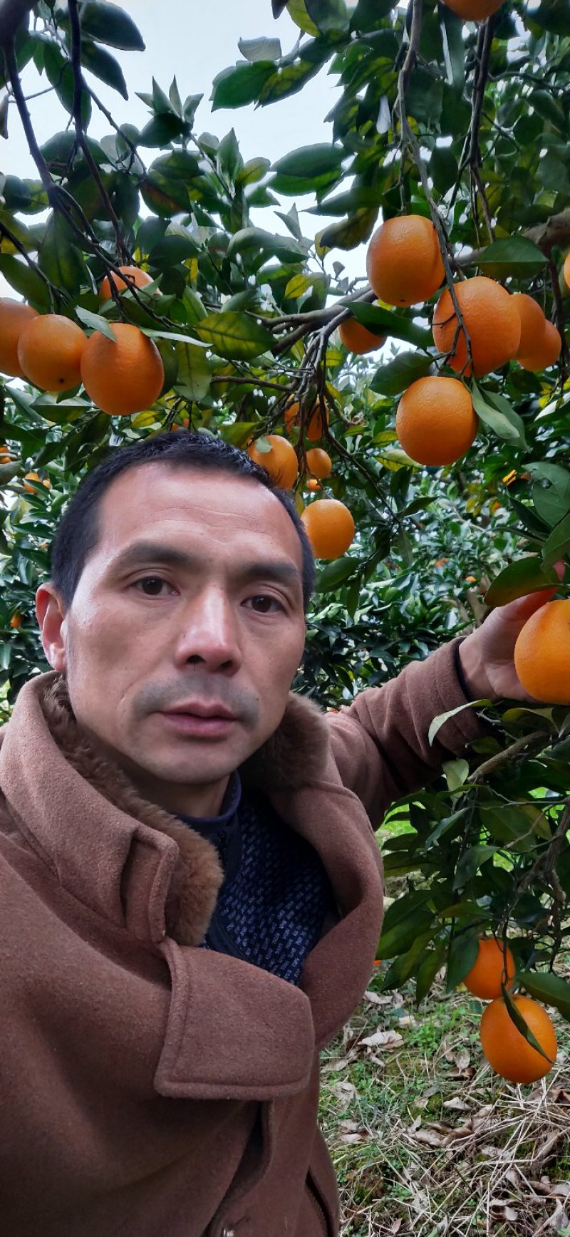 麻阳冰糖橙