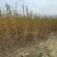 柳树苗高度在1.-2.4米基地直发对接各类客户
