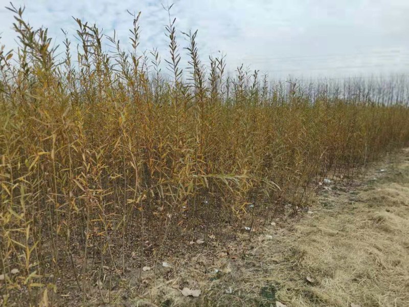 柳树苗高度在1.-2.4米基地直发对接各类客户