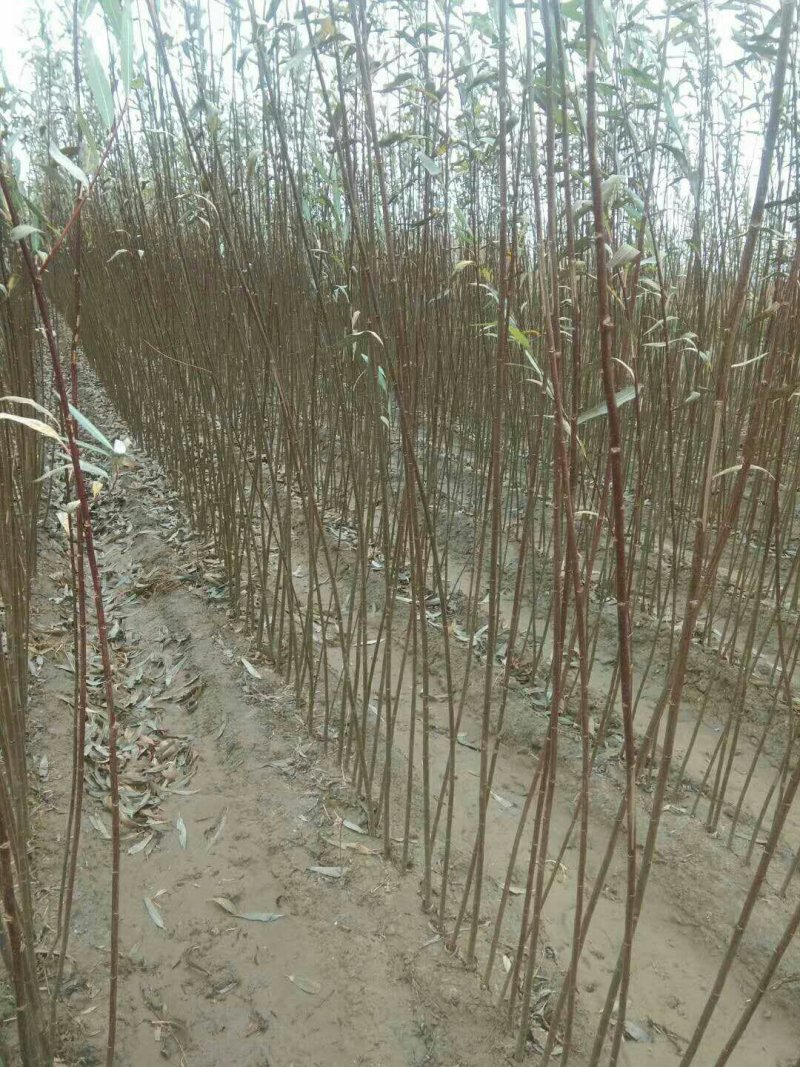 柳树苗高度在1.-2.4米基地直发对接各类客户