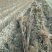 柳树苗高度在1.-2.4米基地直发对接各类客户