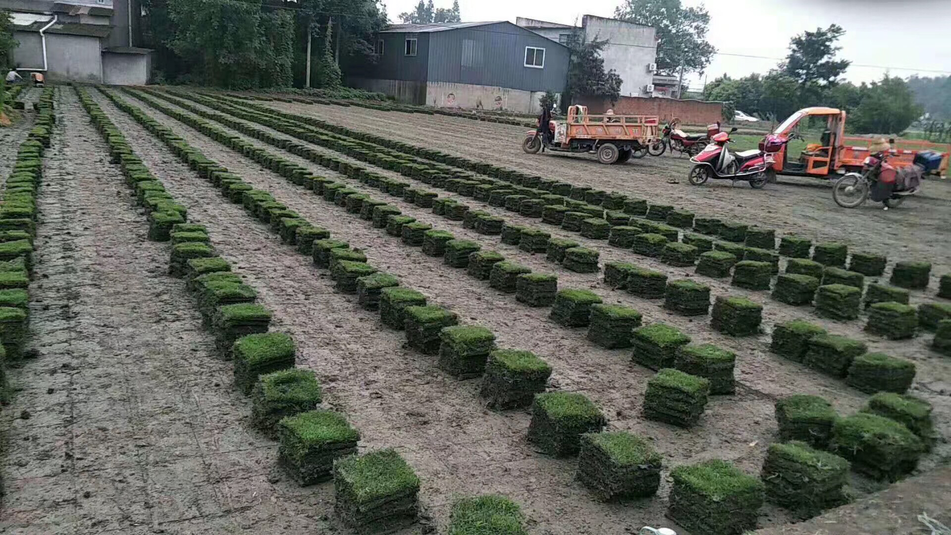 封闭除草剂施药后的机械化动土作业现场 封闭除草剂施药后的机械化动土作业