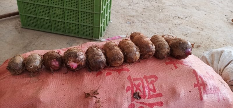 物美价廉的红芽芋头，有需要老板的快来订购实力派