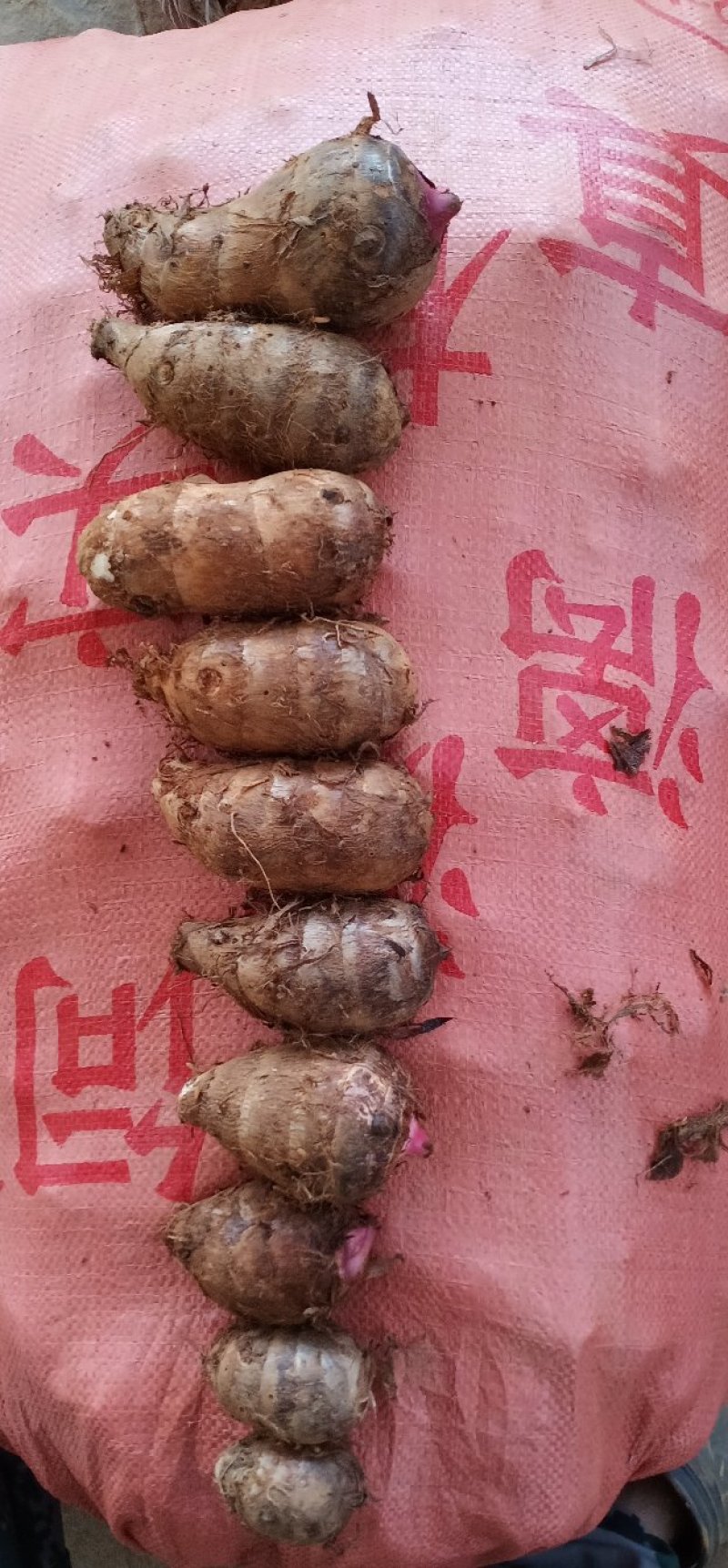 物美价廉的红芽芋头，有需要老板的快来订购实力派