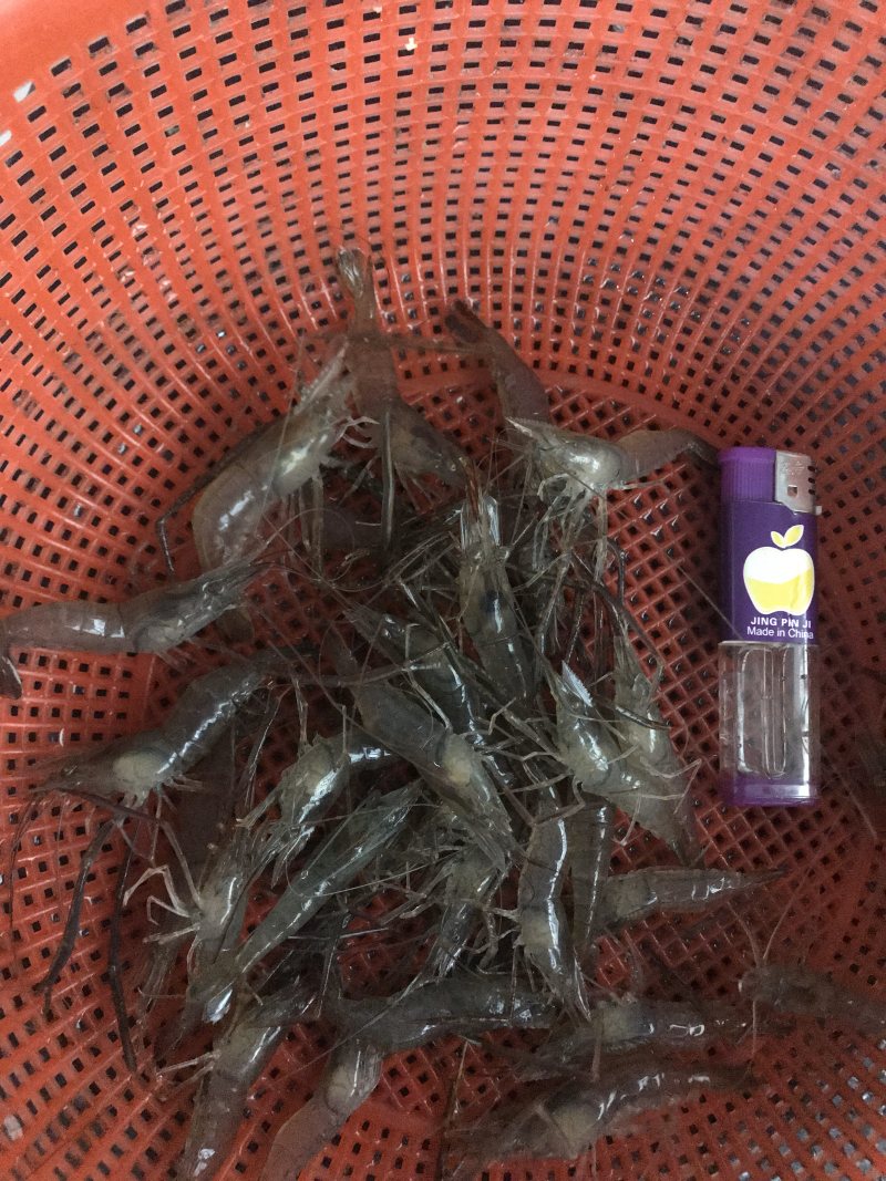河虾，活体冻板冰鲜2-4规格，3-5规格请提前预定