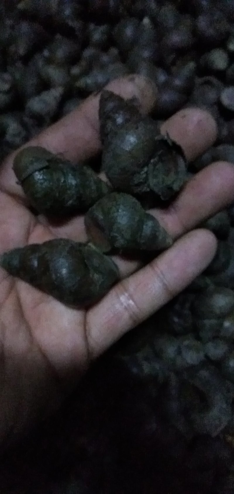 清水虾塘田螺，各种规格都有，量大优惠，质量保证！