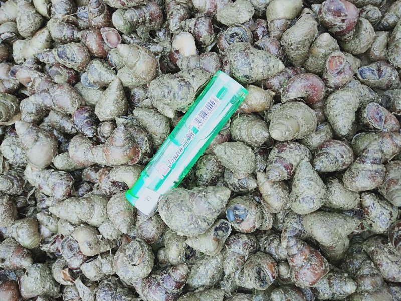 清水虾塘田螺，各种规格都有，量大优惠，质量保证！