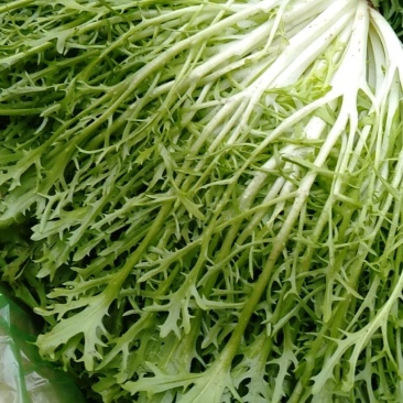 精品苦菊12月27日质量相当好