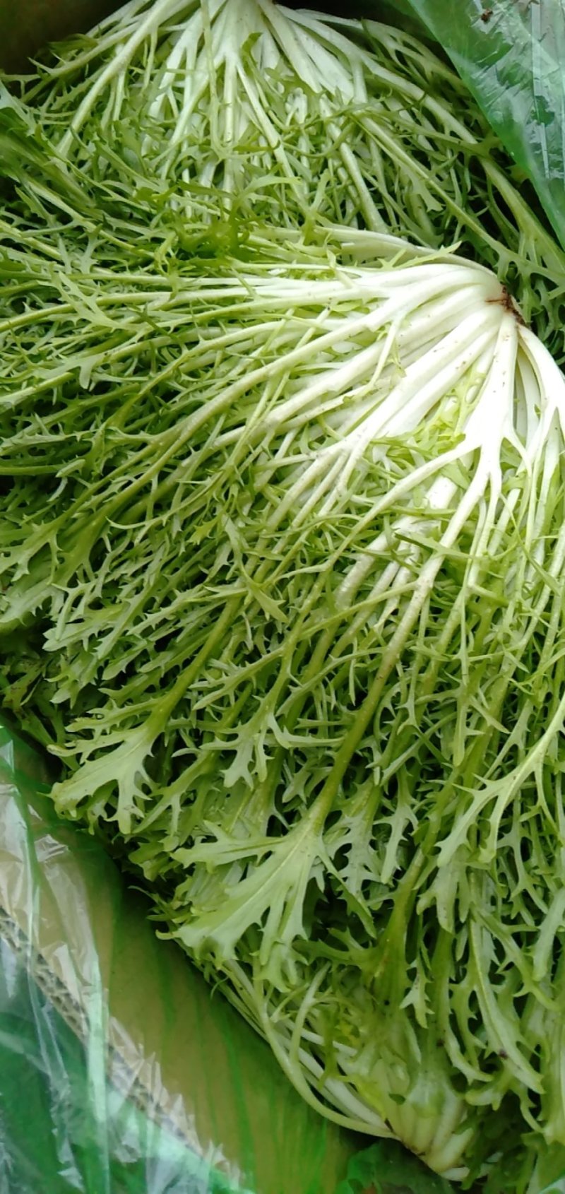 精品苦菊12月27日质量相当好