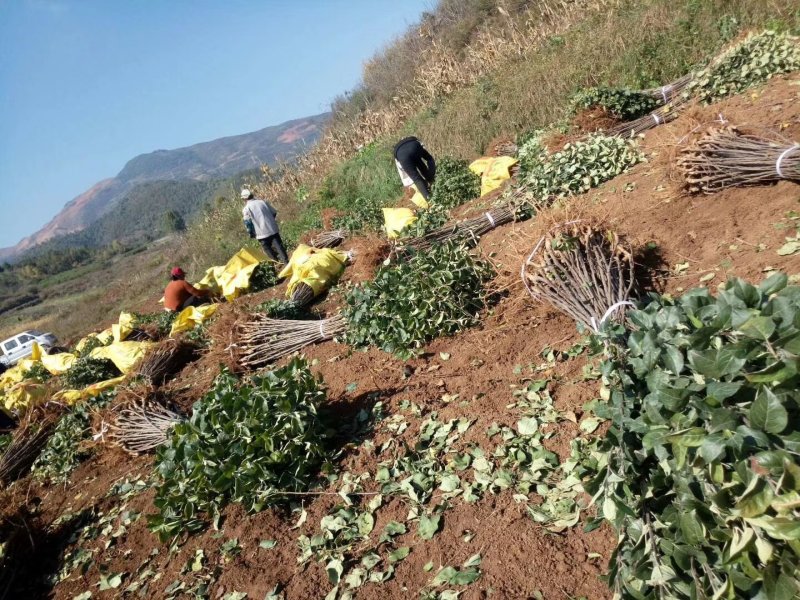 苹果树苗裸根苗，红富士，烟富3，华硕，红露，品种齐全