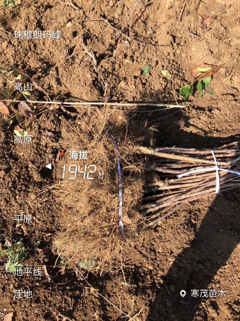 美国大樱桃苗，车厘子树苗上市中，欢迎大家采购