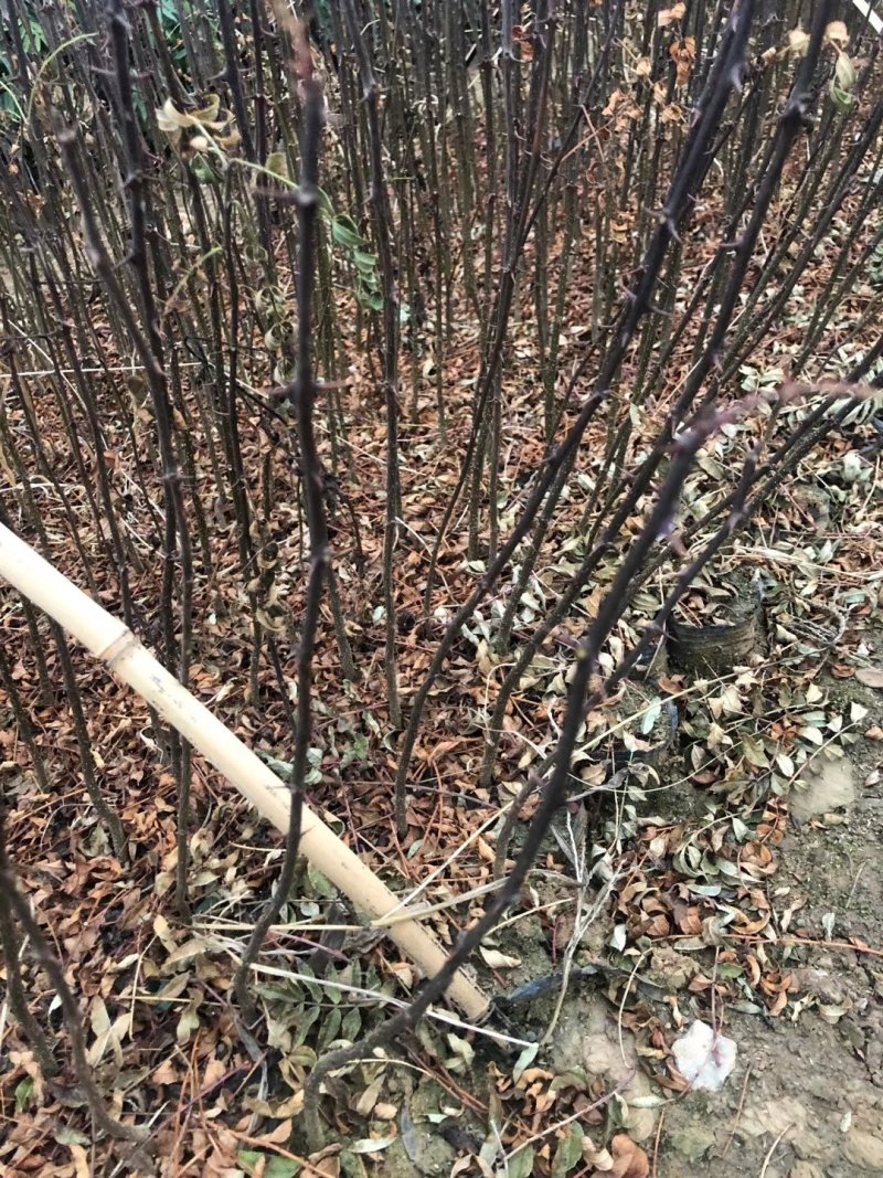 花椒树苗，大红袍花椒苗，火热上市啦，大小皆有，有需要咨询