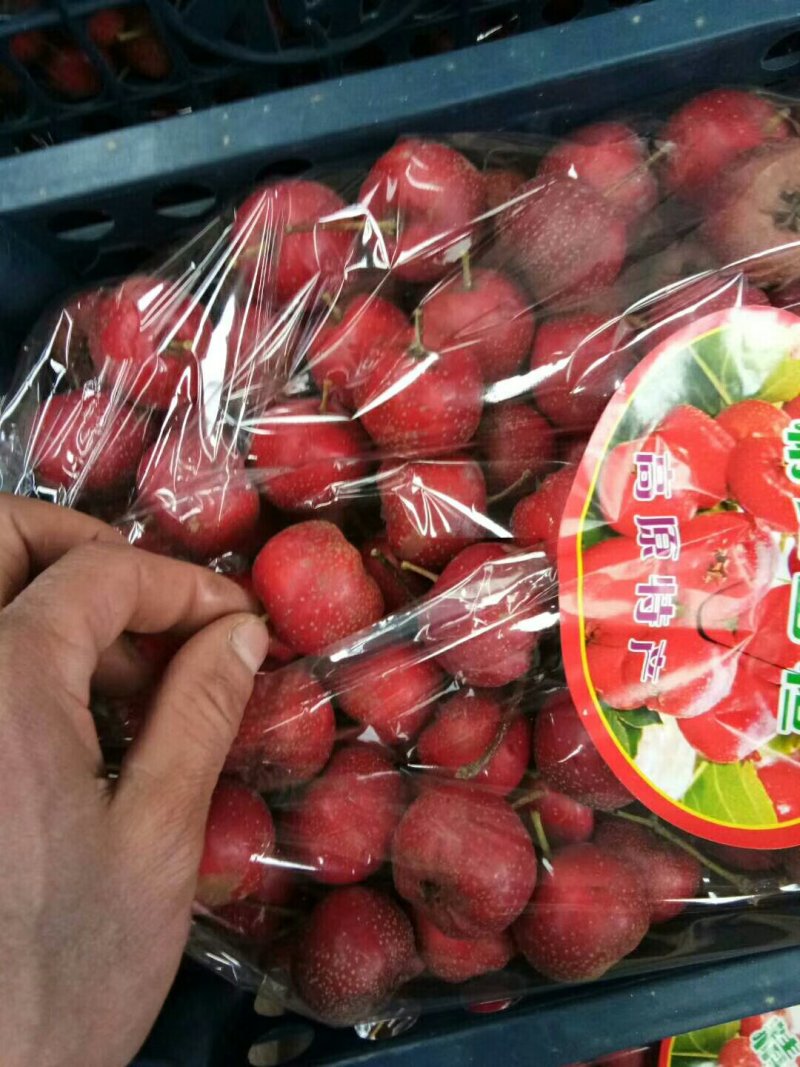 供应大棉球山楂质量杠杠的可实地考察