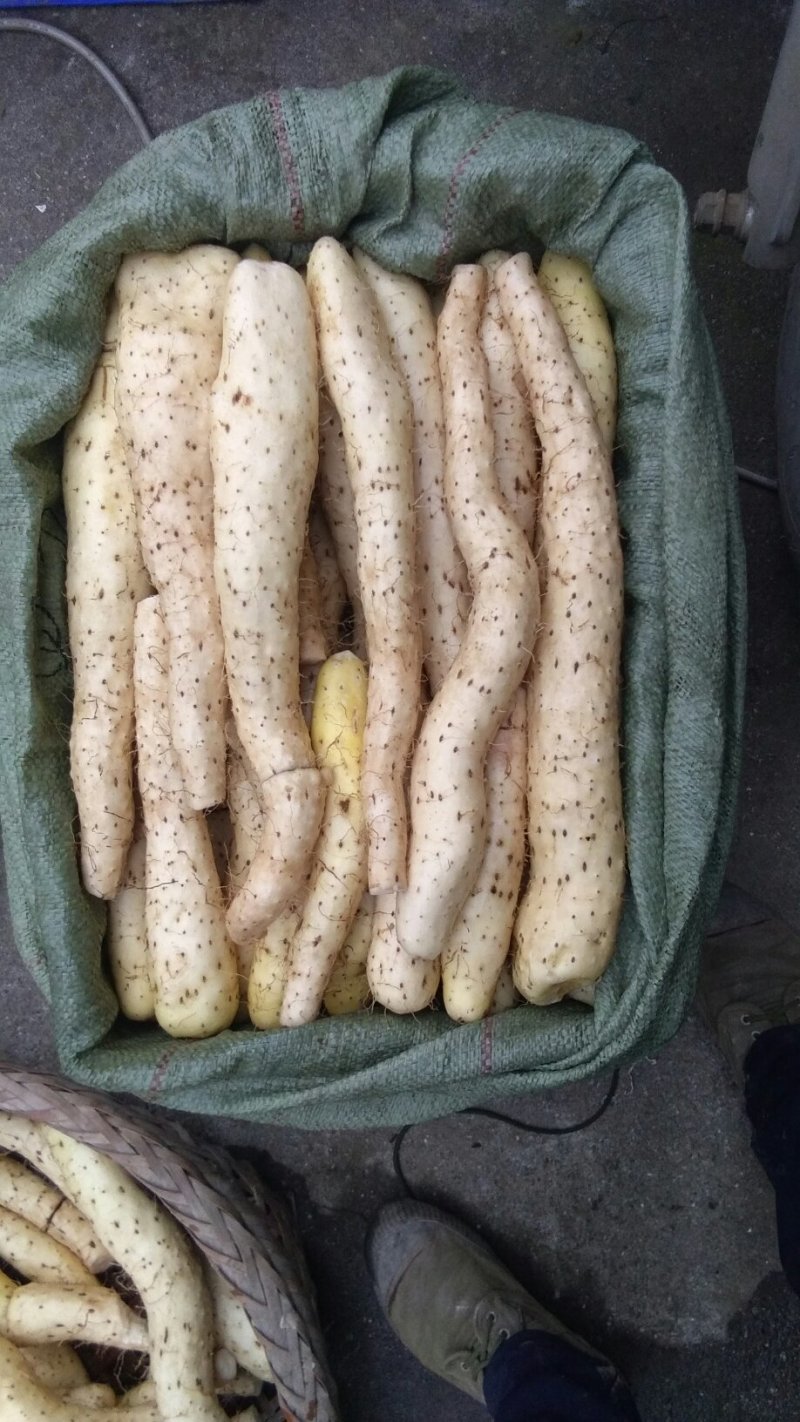 哪嘛坪原生态山药一（花山仔）