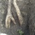 哪嘛坪原生态山药一（花山仔）