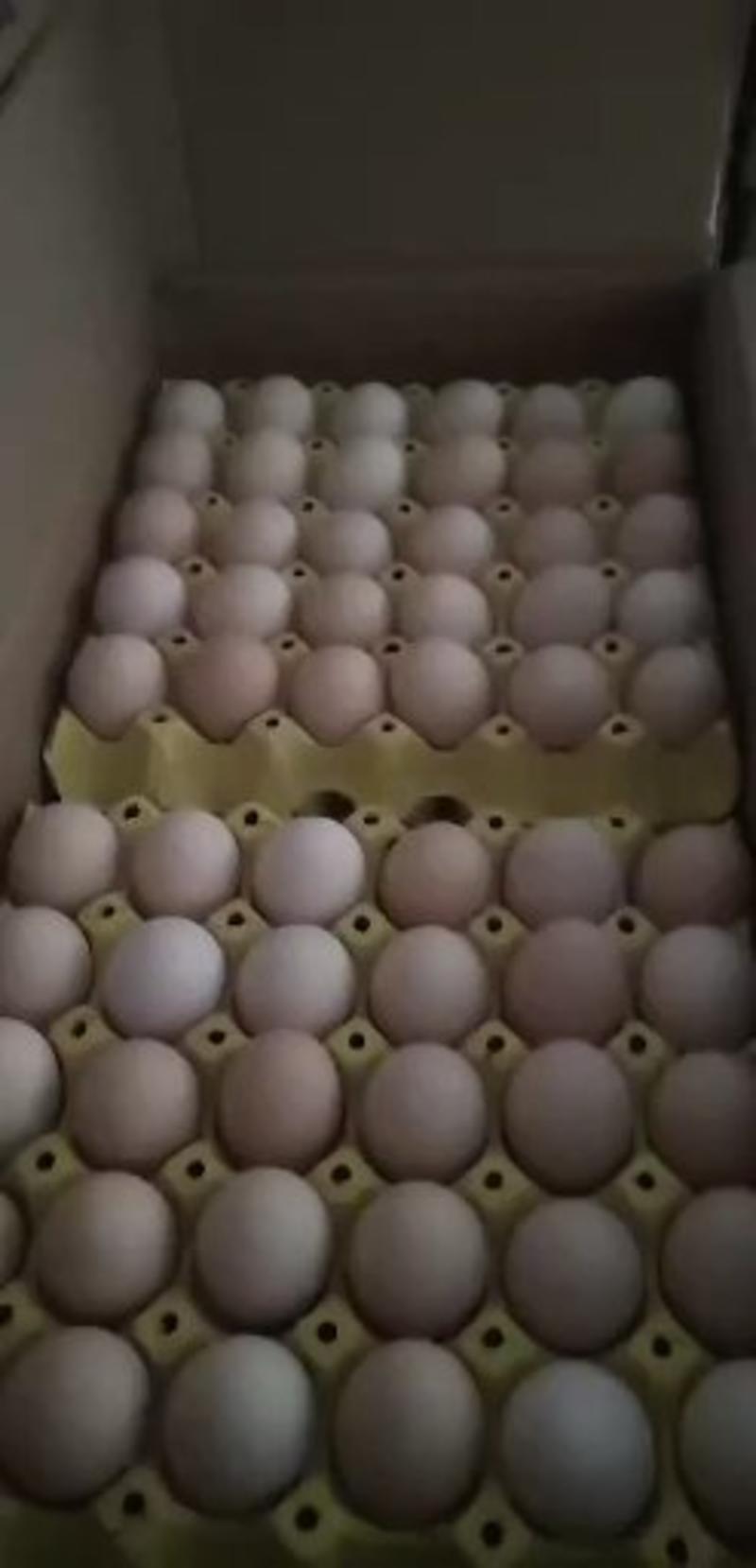 常年出售粉壳，鲜鸡蛋！欢迎您来采购！粉蛋！