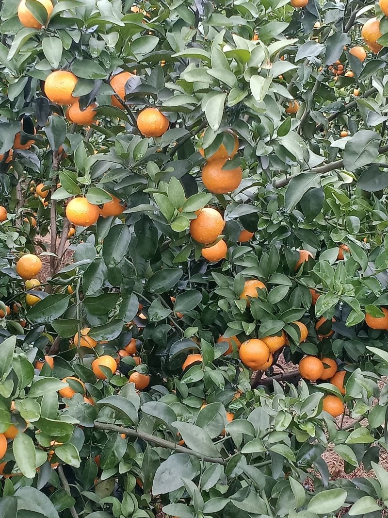 广西桂林沙糖桔