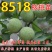 8515核桃苗-9818-薄香-香岭-中林5号-清香