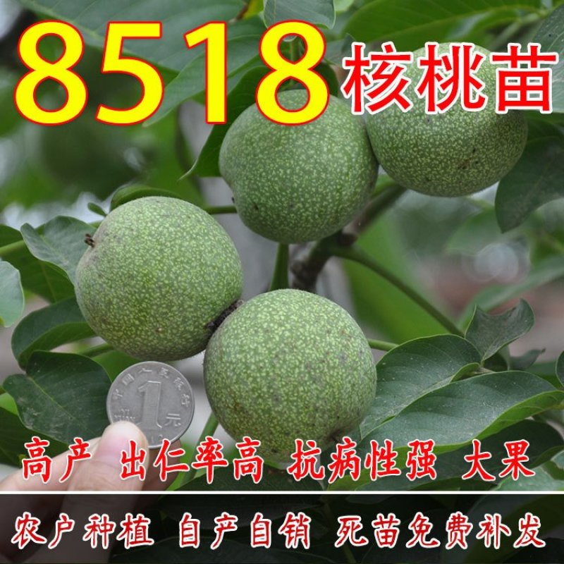 8515核桃苗-9818-薄香-香岭-中林5号-清香