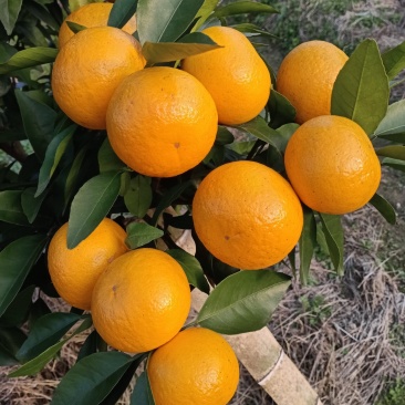 广西桂林优级沃柑