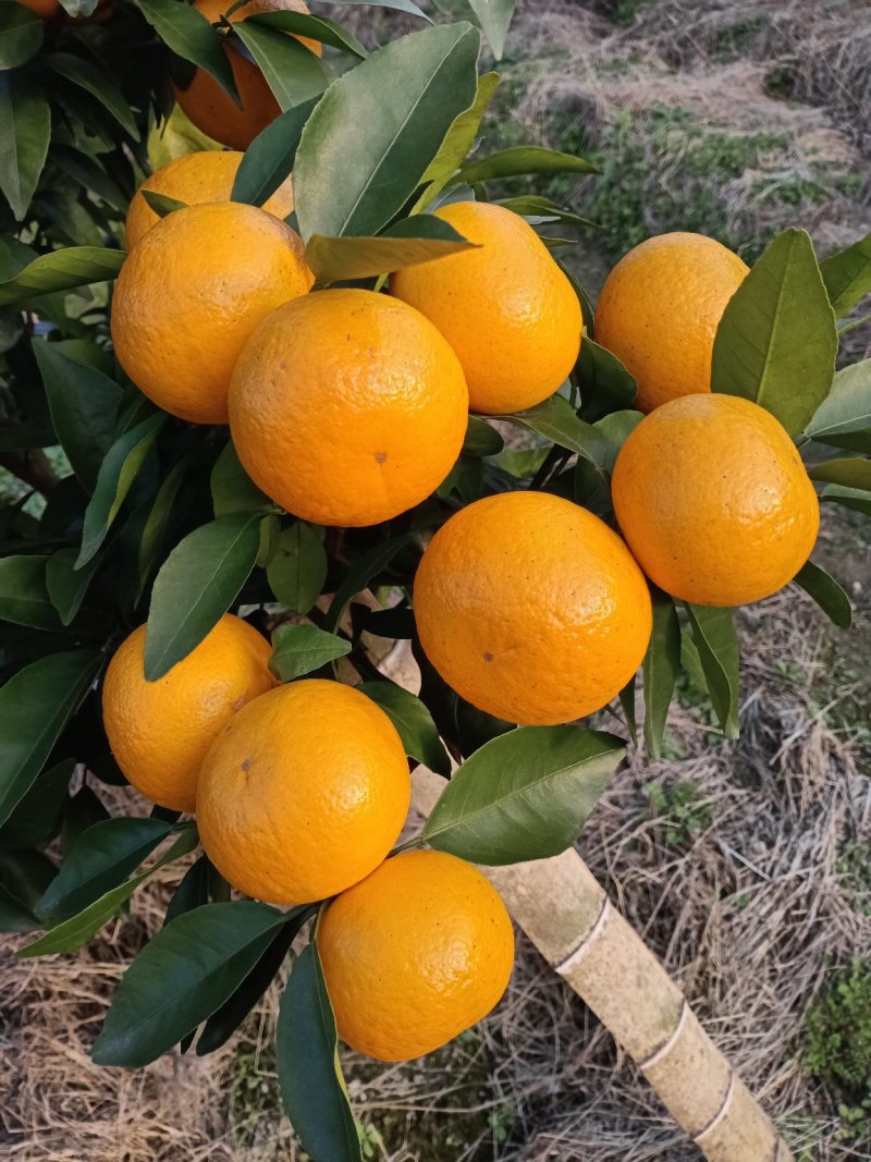 广西桂林优级沃柑