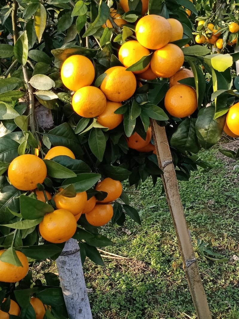 广西桂林优级沃柑