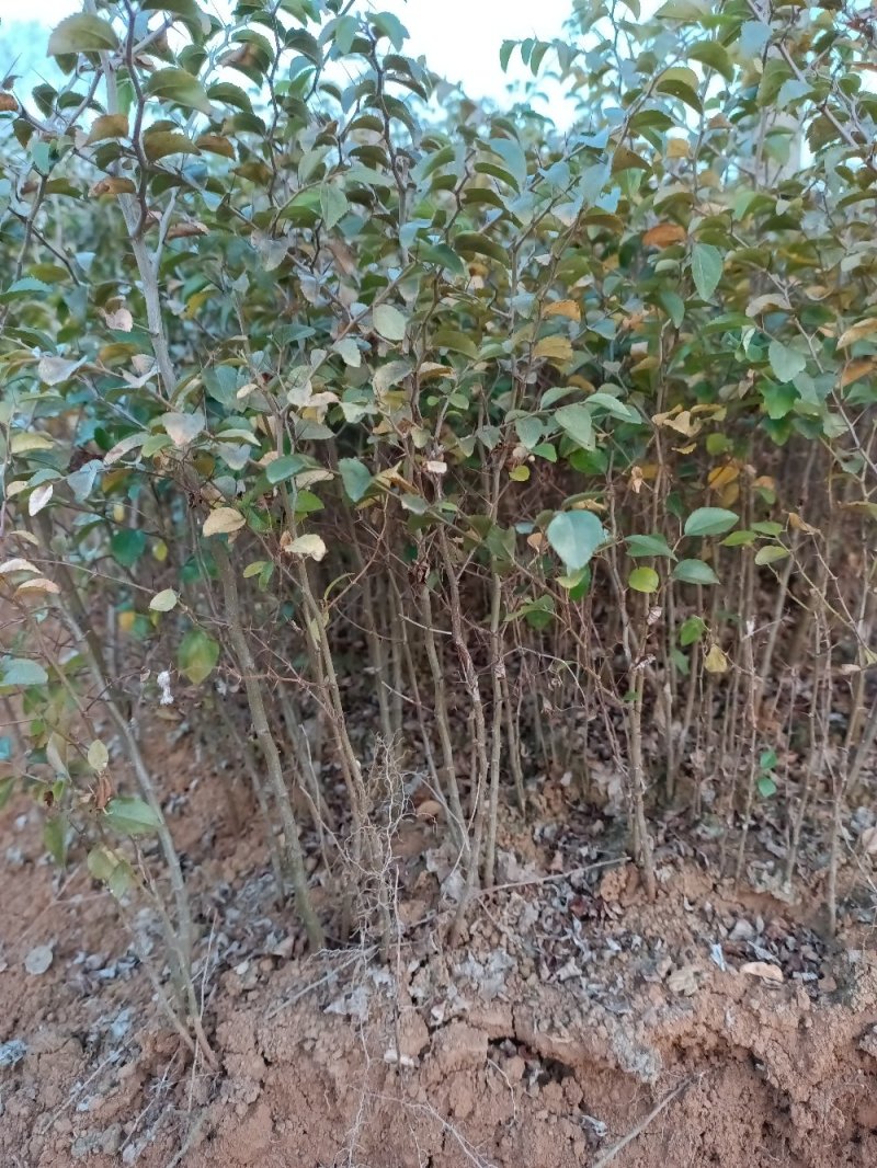 场地大量供应马甲子刺苗.铁篱笆包邮