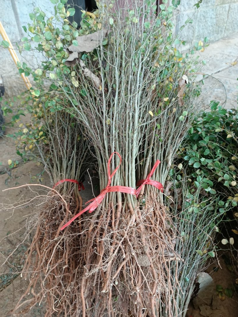 场地大量供应马甲子刺苗.铁篱笆包邮