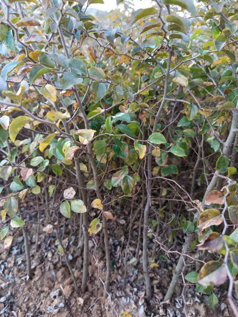 场地大量供应马甲子刺苗.铁篱笆包邮