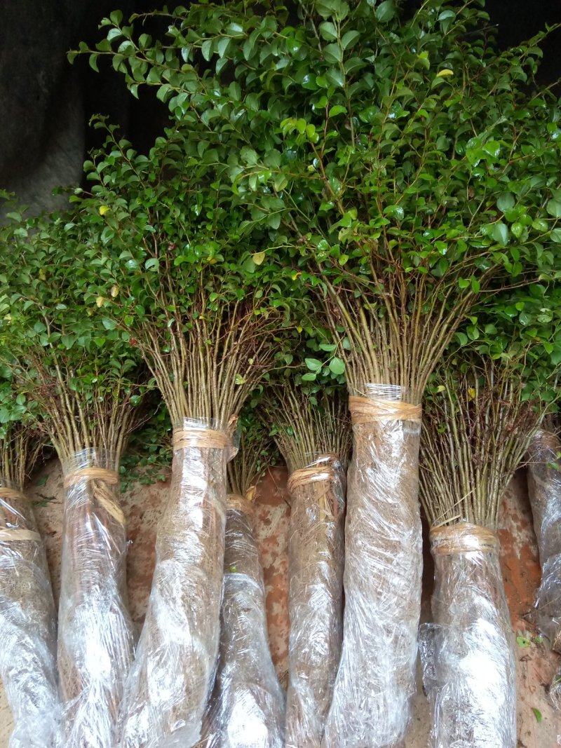 场地大量供应马甲子刺苗.铁篱笆包邮