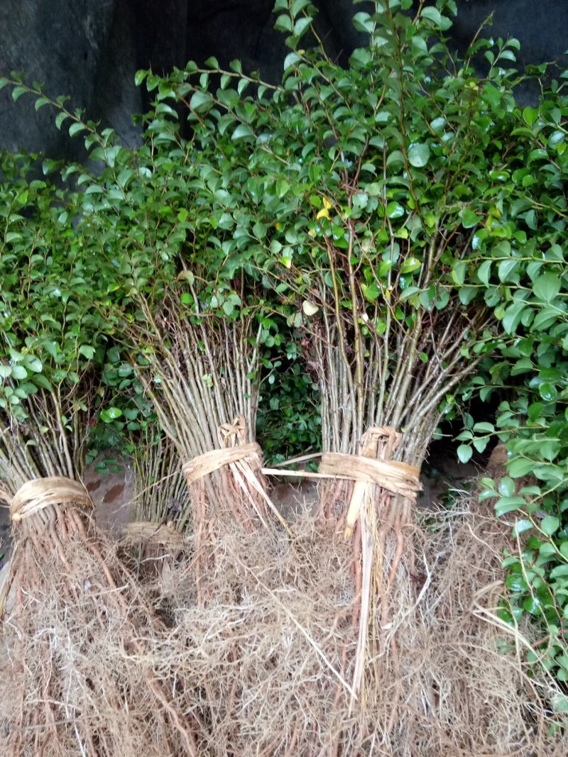 场地大量供应马甲子刺苗.铁篱笆包邮