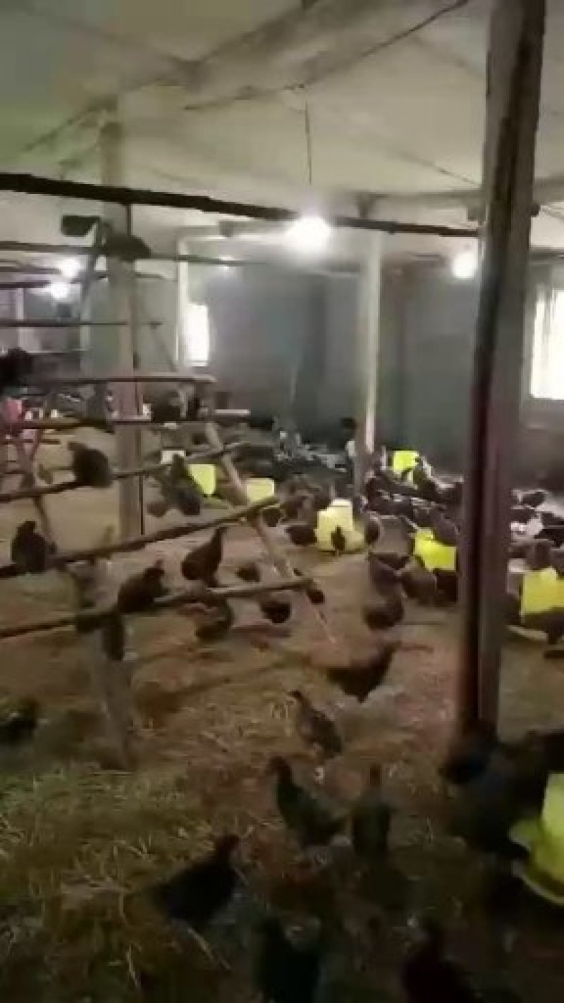 【东北有好货】珍草香散养小笨鸡，不打抗生素，不喂食饲料